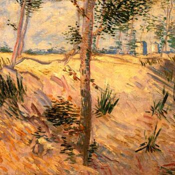Trees in a Field on a Sunny Day