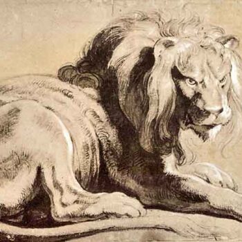 Study of a Lion by Rubens