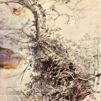 Study of Tree by Rubens