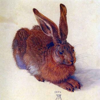 Field Hare by Durer