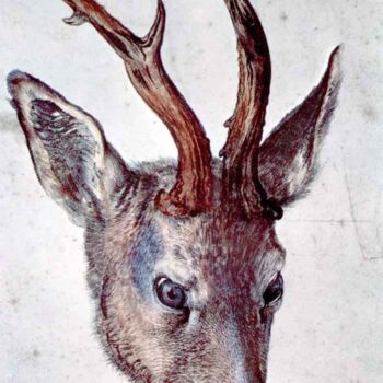 Head of a Deer by Durer