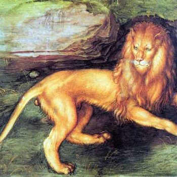 Lion by Durer