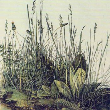 The Large Piece of Grass by Durer