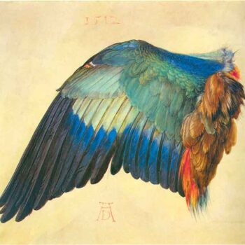 Wing of a Blaurake by Durer