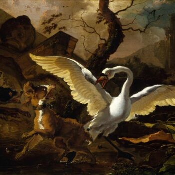 A Swan Enraged by Hondius